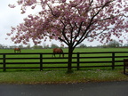 20120426 110411 Irland
