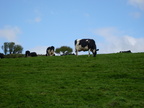 20120427 140639 Irland