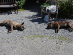 20110306 151433 Neuseeland