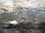 20110320 120357 Neuseeland