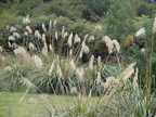 20110320 125036 Neuseeland