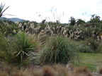 20110320 125111 Neuseeland