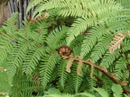 20110320 145643 Neuseeland