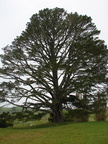 20110321 104200 Neuseeland