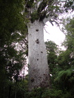 20110322 133750 Neuseeland