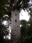 20110322 133839 Neuseeland