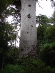 20110322 133842 Neuseeland