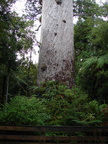20110322 133845 Neuseeland
