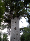 20110322 133934 Neuseeland