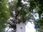 20110322 133938 Neuseeland