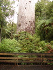 20110322 134029 Neuseeland