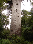 20110322 134037 Neuseeland