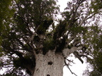 20110322 134728 Neuseeland