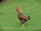 20110322 141708 Neuseeland