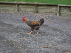 20110322 141857 Neuseeland