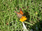 20110322 174822 Neuseeland