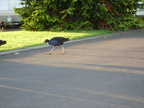20110324 075308 Neuseeland